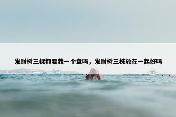 发财树三棵都要栽一个盘吗，发财树三株放在一起好吗