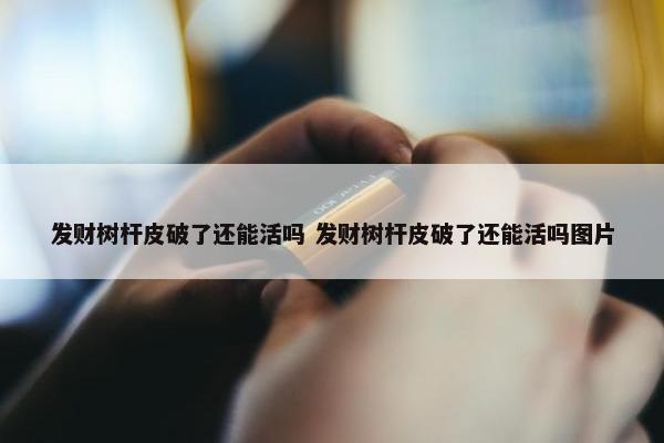 发财树杆皮破了还能活吗 发财树杆皮破了还能活吗图片