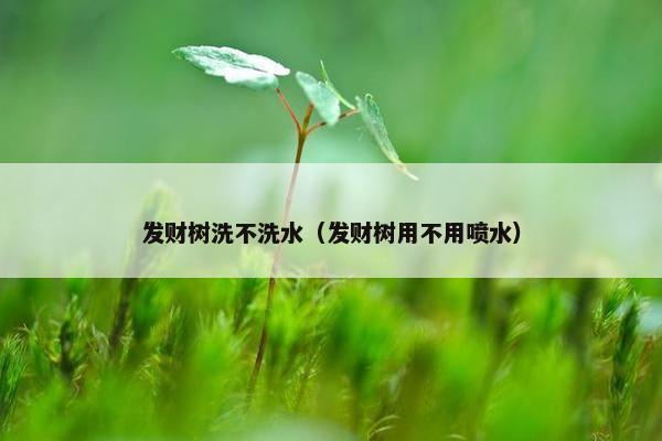 发财树洗不洗水（发财树用不用喷水）