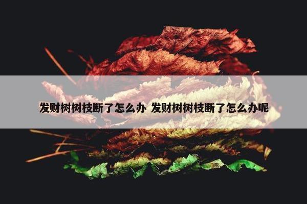 发财树树枝断了怎么办 发财树树枝断了怎么办呢