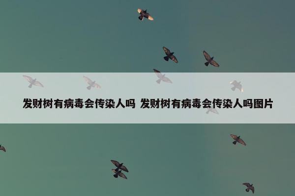 发财树有病毒会传染人吗 发财树有病毒会传染人吗图片