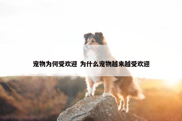 宠物为何受欢迎 为什么宠物越来越受欢迎