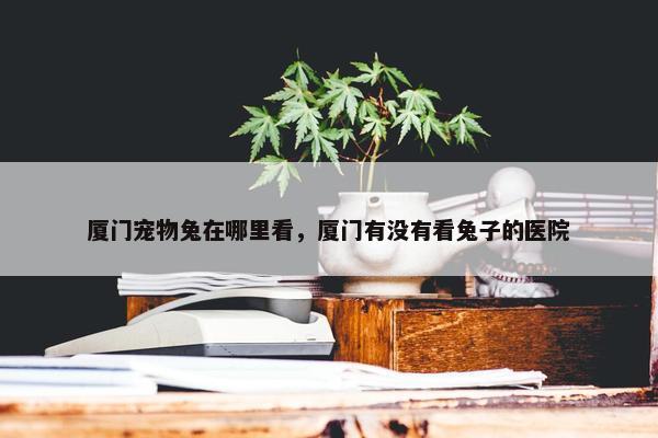 厦门宠物兔在哪里看，厦门有没有看兔子的医院