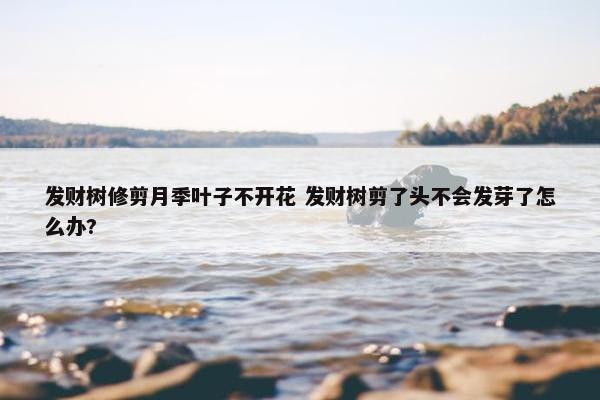 发财树修剪月季叶子不开花 发财树剪了头不会发芽了怎么办?