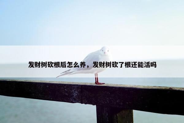 发财树砍根后怎么养，发财树砍了根还能活吗