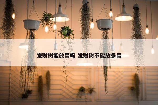 发财树能放高吗 发财树不能放多高