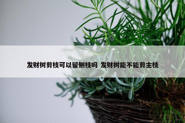 发财树剪枝可以留侧枝吗 发财树能不能剪主枝