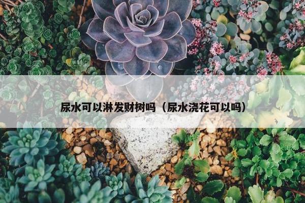 尿水可以淋发财树吗（尿水浇花可以吗）