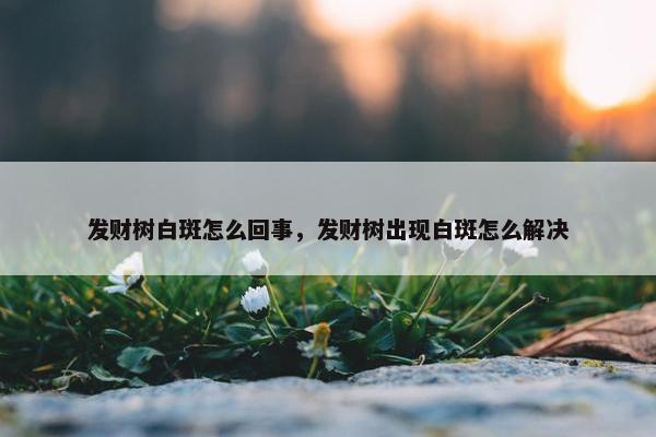 发财树白斑怎么回事，发财树出现白斑怎么解决