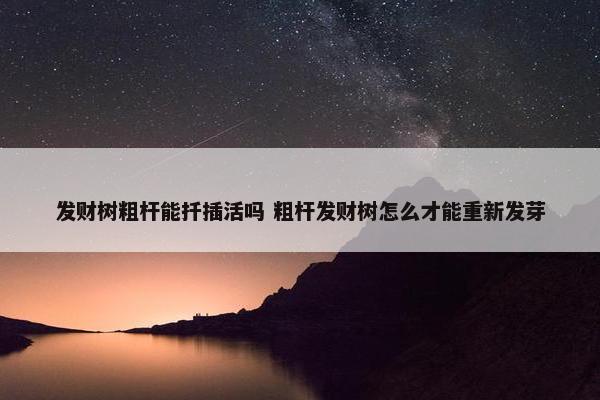 发财树粗杆能扦插活吗 粗杆发财树怎么才能重新发芽