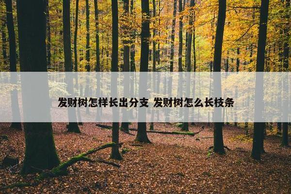 发财树怎样长出分支 发财树怎么长枝条