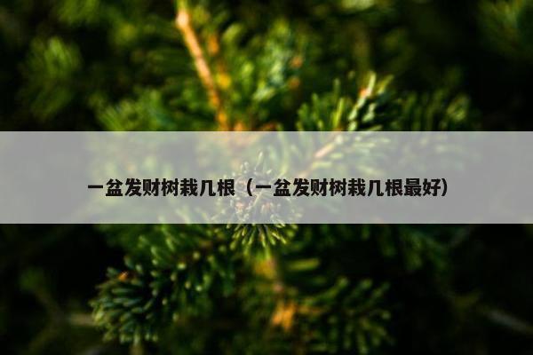 一盆发财树栽几根（一盆发财树栽几根最好）