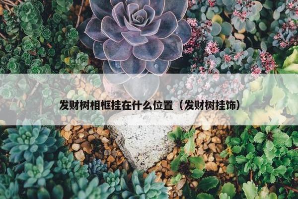 发财树相框挂在什么位置（发财树挂饰）