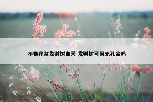 不带花盆发财树自营 发财树可用无孔盆吗