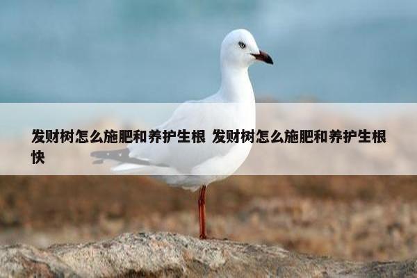 发财树怎么施肥和养护生根 发财树怎么施肥和养护生根快