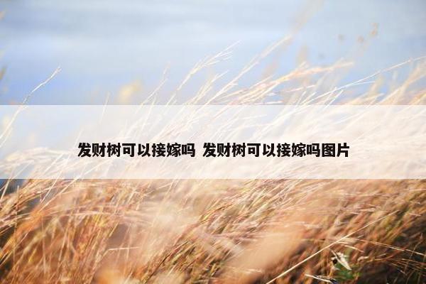 发财树可以接嫁吗 发财树可以接嫁吗图片