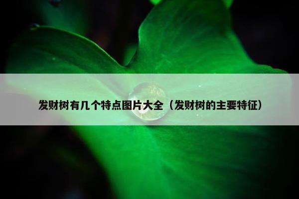 发财树有几个特点图片大全（发财树的主要特征）