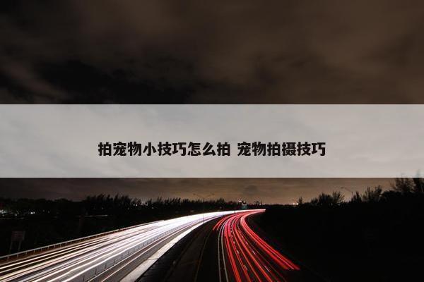 拍宠物小技巧怎么拍 宠物拍摄技巧