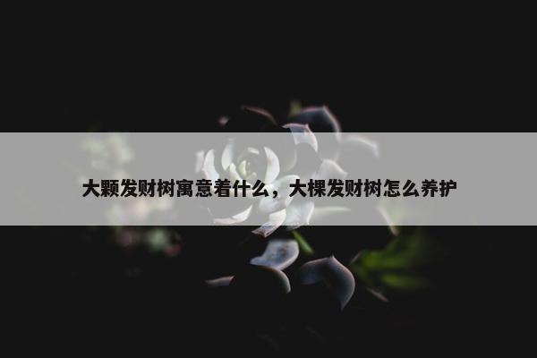 大颗发财树寓意着什么，大棵发财树怎么养护