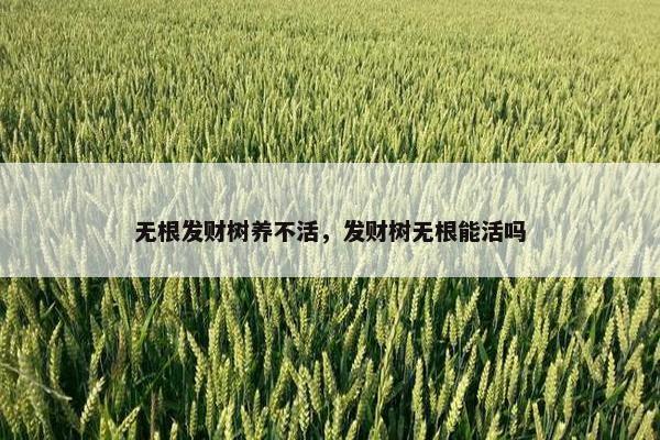 无根发财树养不活，发财树无根能活吗