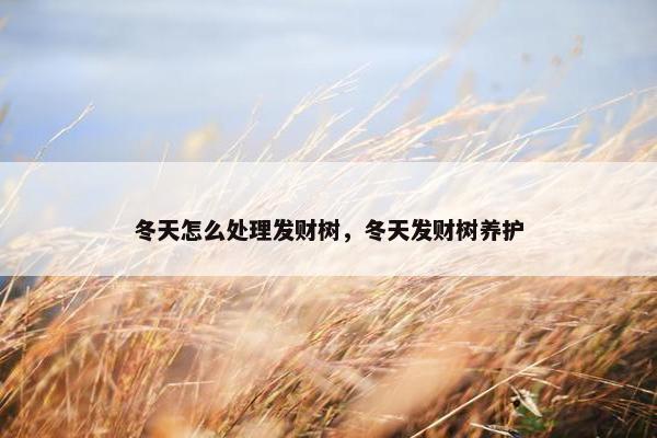 冬天怎么处理发财树，冬天发财树养护