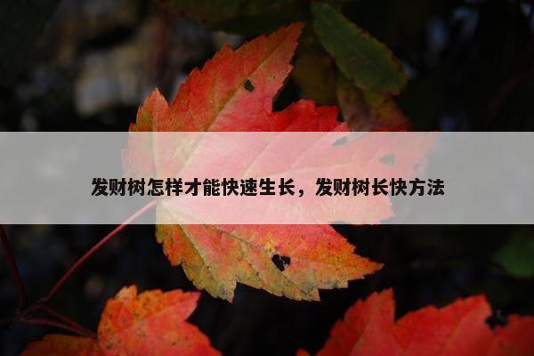 发财树怎样才能快速生长，发财树长快方法