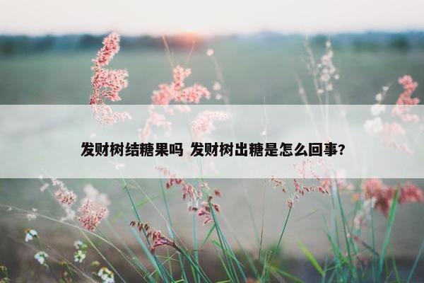 发财树结糖果吗 发财树出糖是怎么回事?