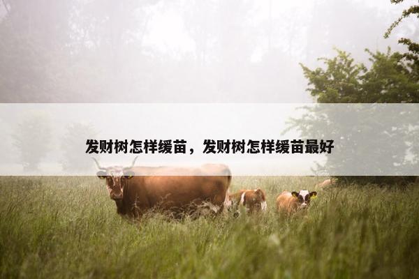 发财树怎样缓苗，发财树怎样缓苗最好