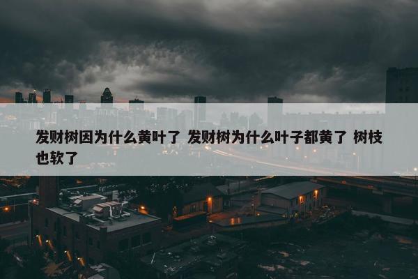 发财树因为什么黄叶了 发财树为什么叶子都黄了 树枝也软了