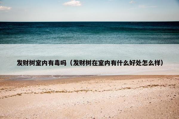 发财树室内有毒吗（发财树在室内有什么好处怎么样）