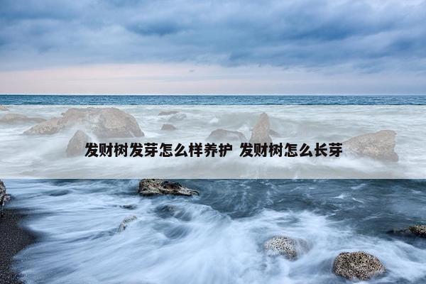 发财树发芽怎么样养护 发财树怎么长芽