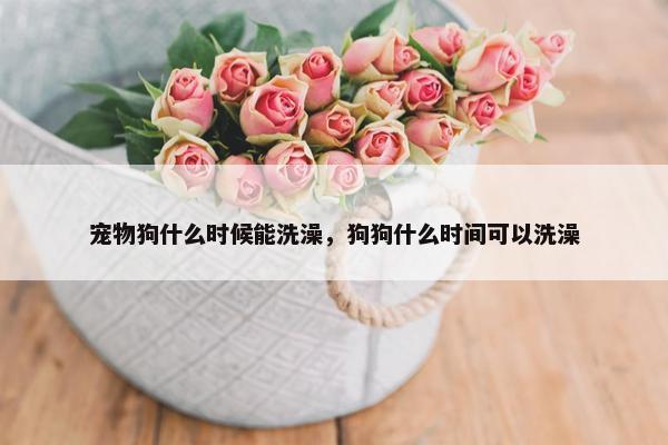 宠物狗什么时候能洗澡，狗狗什么时间可以洗澡