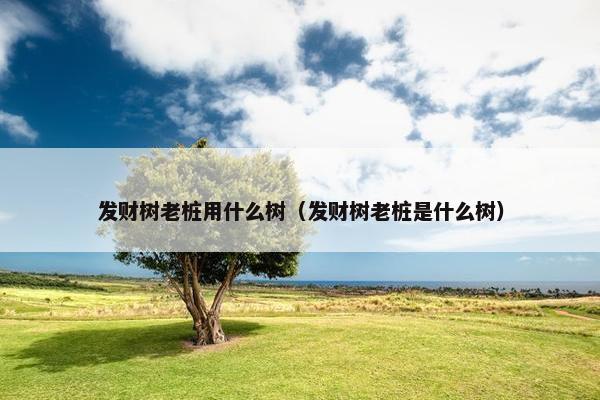 发财树老桩用什么树（发财树老桩是什么树）