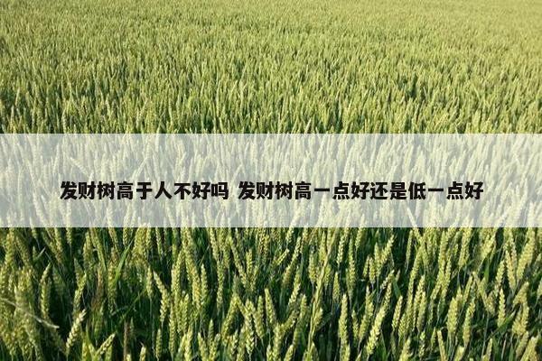 发财树高于人不好吗 发财树高一点好还是低一点好