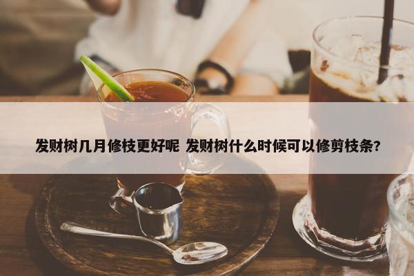 发财树几月修枝更好呢 发财树什么时候可以修剪枝条?