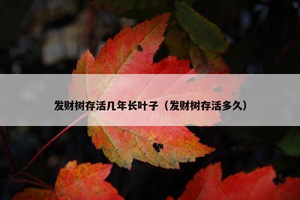 发财树存活几年长叶子（发财树存活多久）