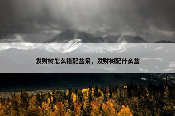 发财树怎么搭配盆景，发财树配什么盆