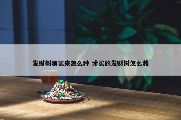 发财树刚买来怎么种 才买的发财树怎么栽