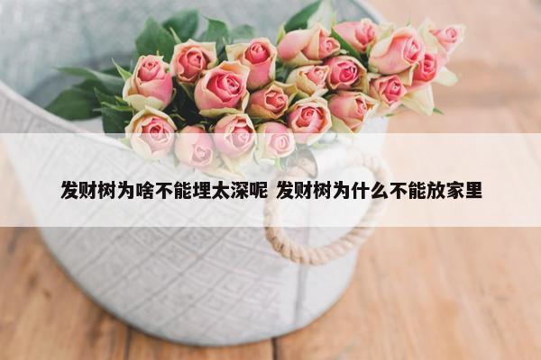 发财树为啥不能埋太深呢 发财树为什么不能放家里