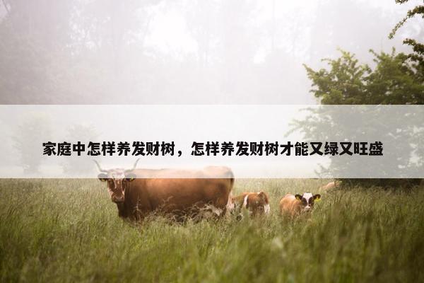 家庭中怎样养发财树，怎样养发财树才能又绿又旺盛