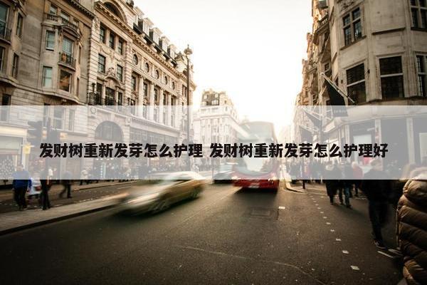 发财树重新发芽怎么护理 发财树重新发芽怎么护理好