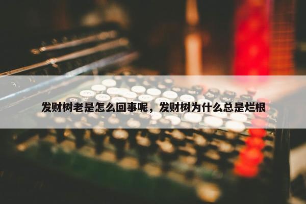 发财树老是怎么回事呢，发财树为什么总是烂根