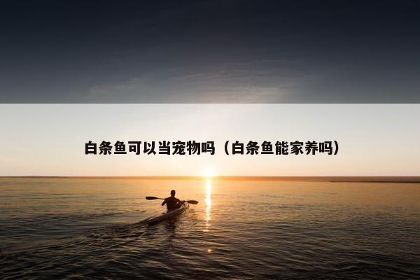 白条鱼可以当宠物吗（白条鱼能家养吗）