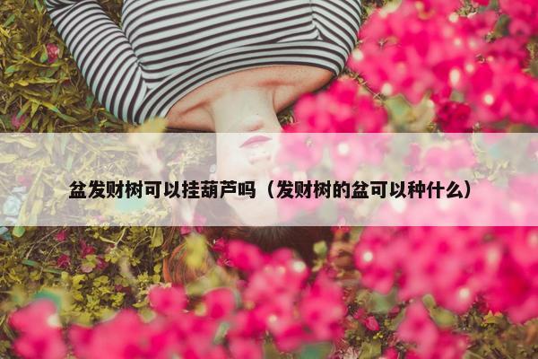 盆发财树可以挂葫芦吗（发财树的盆可以种什么）