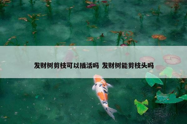 发财树剪枝可以插活吗 发财树能剪枝头吗