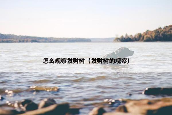 怎么观察发财树（发财树的观察）