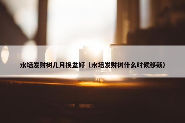 水培发财树几月换盆好（水培发财树什么时候移栽）