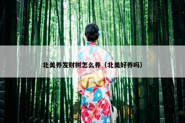 北美养发财树怎么养（北美好养吗）