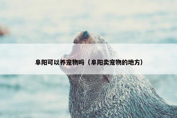 阜阳可以养宠物吗（阜阳卖宠物的地方）