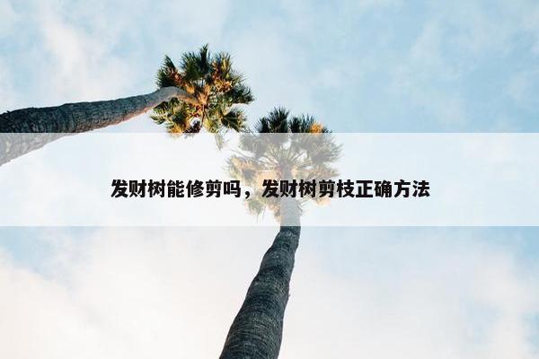 发财树能修剪吗，发财树剪枝正确方法